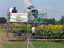 下都賀郡野木町の🌻ひまわり