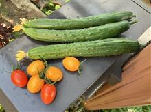 今日の夏野菜と走行距離調整