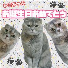 みんともさんの愛猫さん🐾