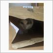 今日のまゆげ😺カミナリ⚡️怖いニャ〜😿