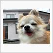今日一転して涼しい日です