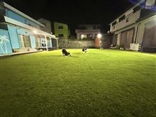 夏真っ盛り、芝が元気！！眺めながら食べるアイス最高
