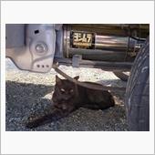 【暑いらしい】・・・。