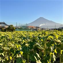 こうべを垂れたひまわりと 力強い夏の富士山と🌻