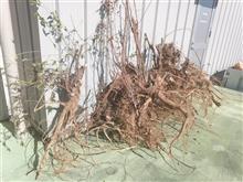 十数本の根