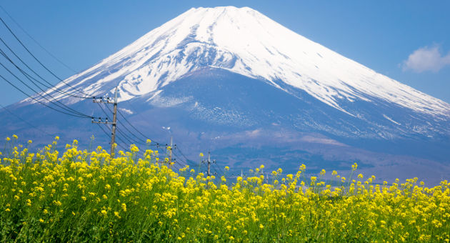 晴天の下富士山と菜の花畑の画像