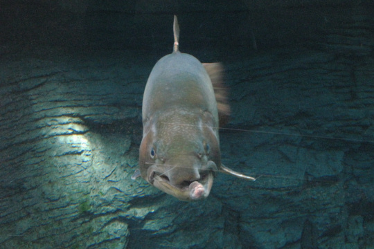 やる気のあるサケ