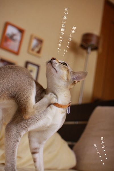 猫に首輪