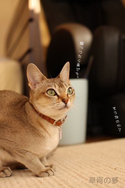 猫は魚好き？