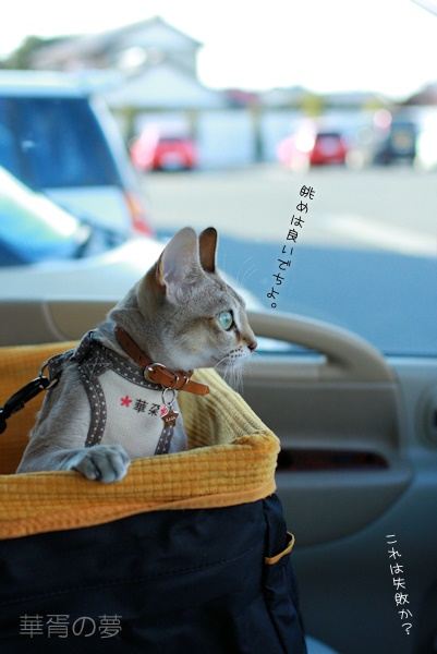 やってしまった・・・