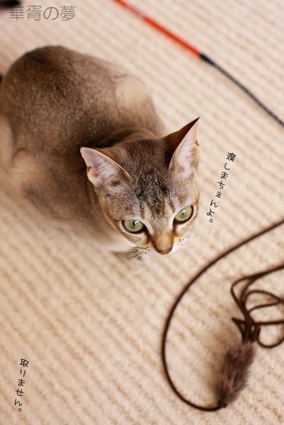 本物志向