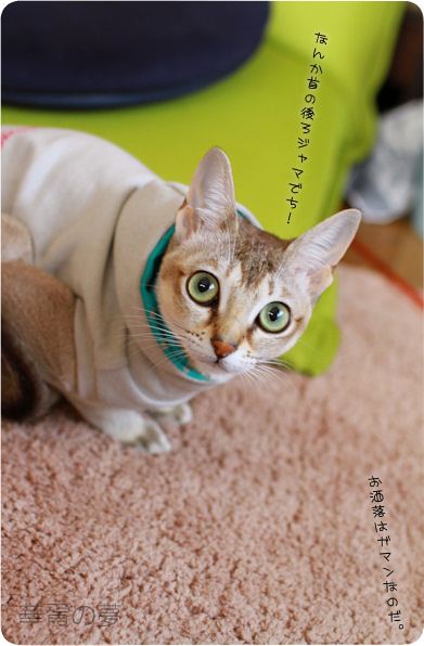 お洒落はガマン