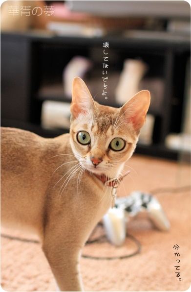 お試し買い替え