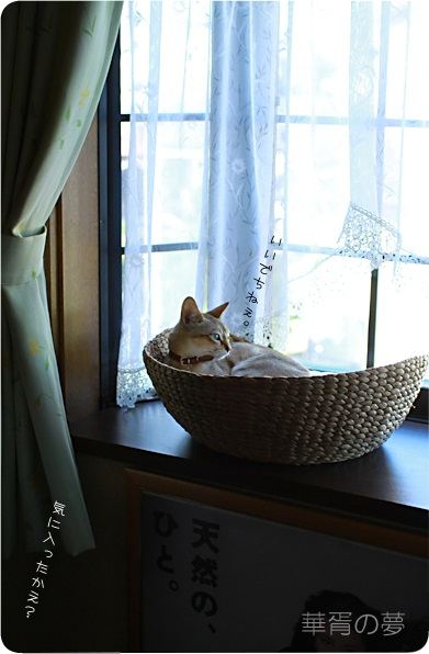 水草ベッド