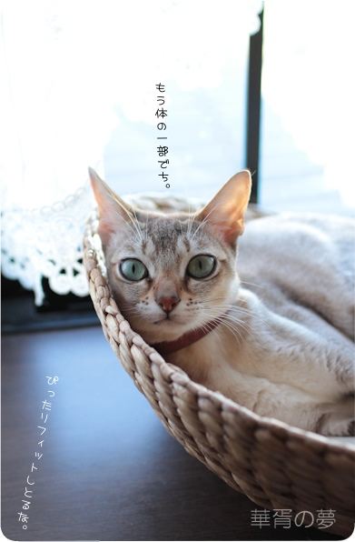 猫ベッドいろいろ。