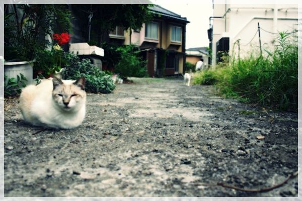 昭和の香り風