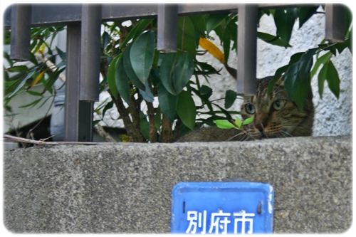 ちらっ