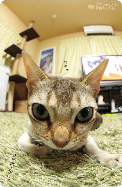 ケチ