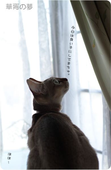 ２０１１　華胥命日