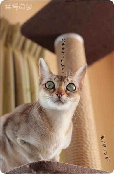 待ち遠しい。