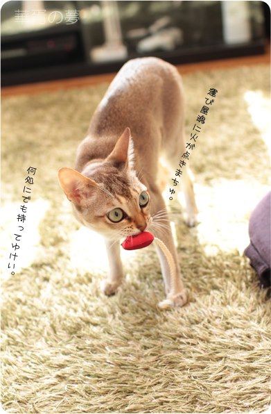 甲斐があった。