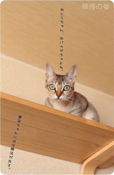 ライアーゲーム