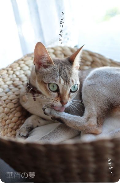 まだダメ。