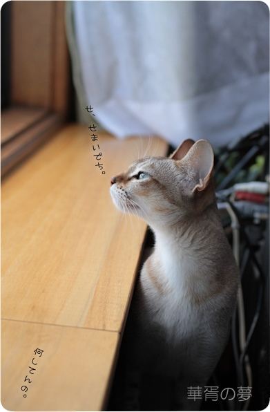ニョキニョキ