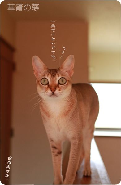 ２０１３年　なごみ猫