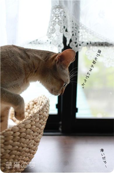 タイムアタック