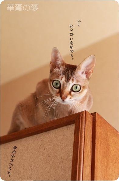 セロリ