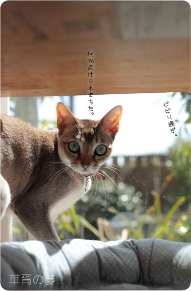 遅ればせながら