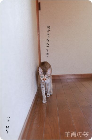 執筆依頼