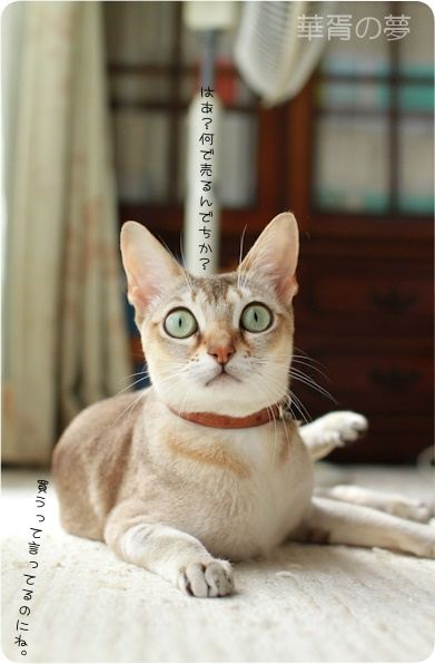 商談中？