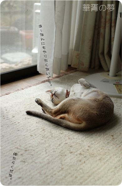 体たらく