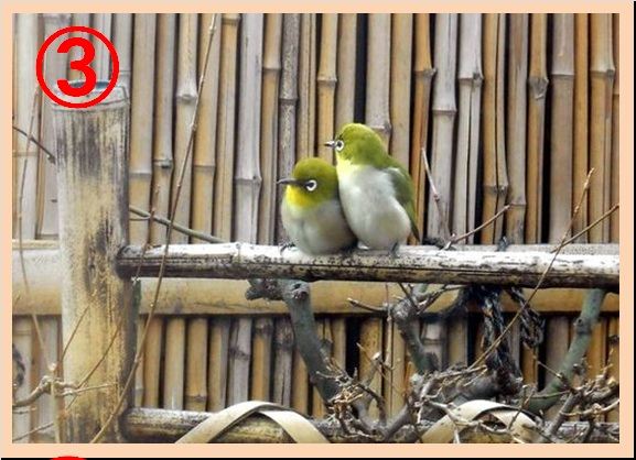 手作りの鳥寄せ（メジロ）｜マグおじさんのブログ｜マグおじさん