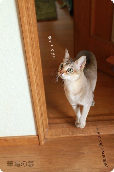 凛ちゃんは？