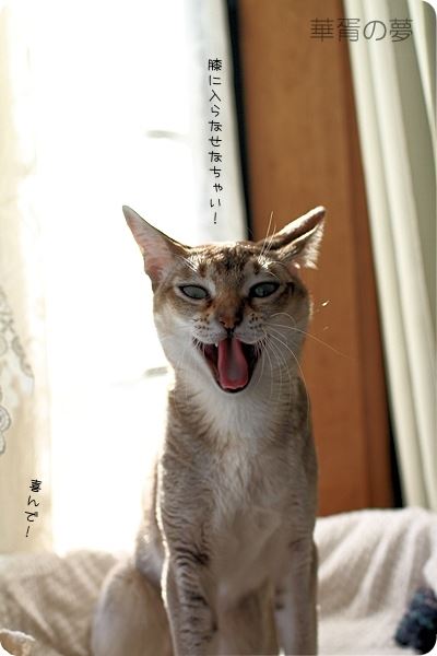 喜んで！