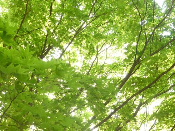 16年5月の月別ブログ一覧 チン バルーンのページ みんカラ 16年5月の月別ブログ一覧 チン バルーンのページ みんカラ