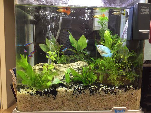 大阪で水族館に行ったからではないですが アクアリウム作りました マグおじさんのブログ マグおじさんです みんカラ 大阪で水族館に行ったからではないですが アクアリウム作りました マグおじさんのブログ マグおじさんです みんカラ
