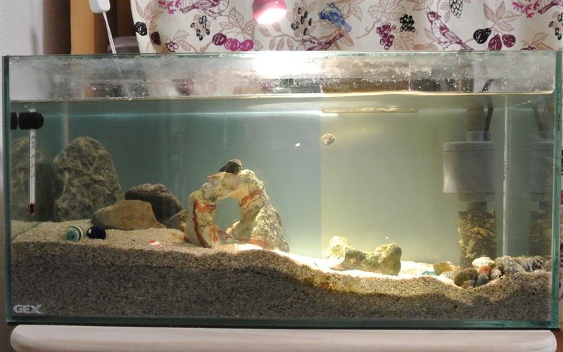 備忘録 ヤドカリ水槽水換え 15の2回目 その他 その他 By Isa555 みんカラ 備忘録 ヤドカリ水槽水換え 15の2回目 その他 その他 By Isa555 みんカラ