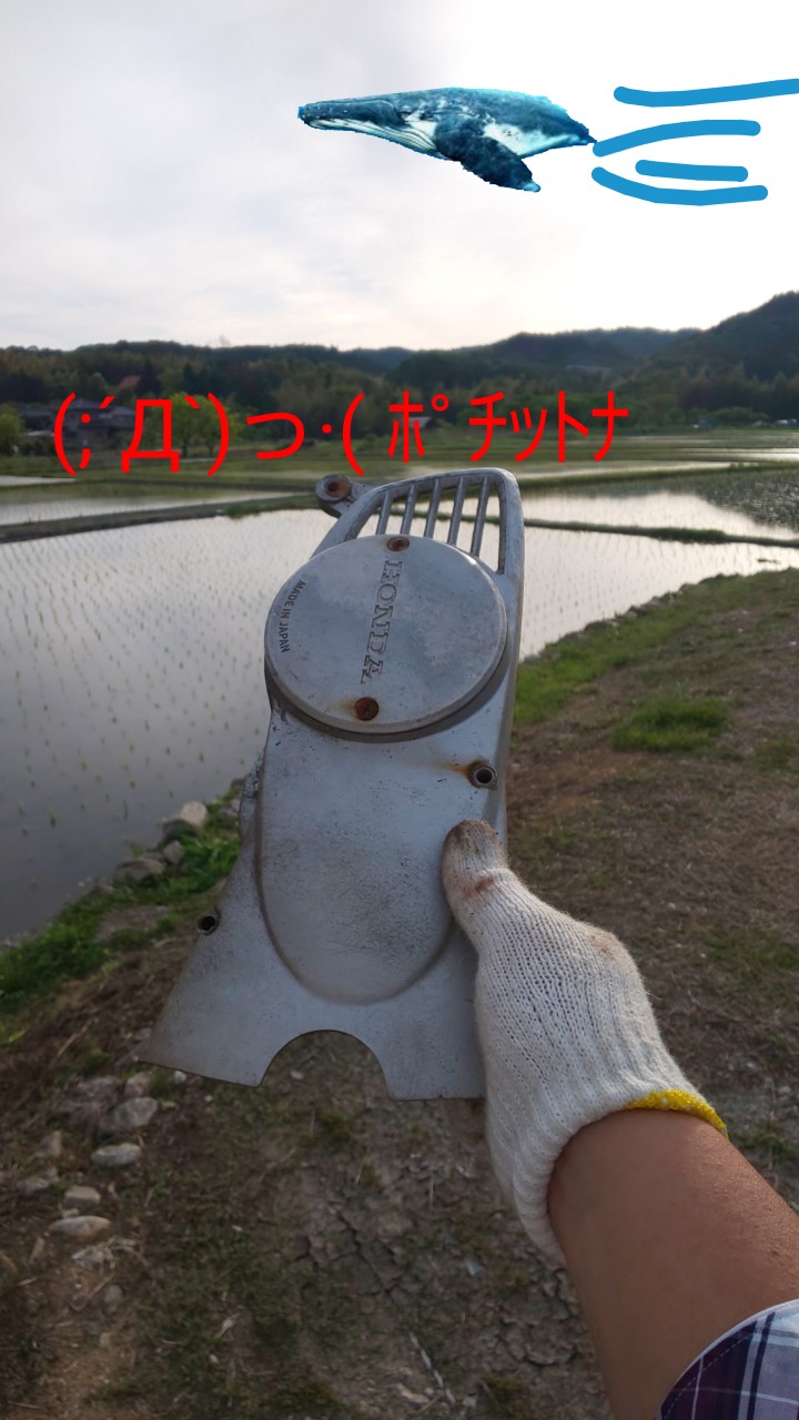 また 買っちゃった マイブーム カモメ カブ クジラ