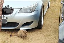 BMW フロントアッパーマウント左右 3133 1 139 484キャンバー