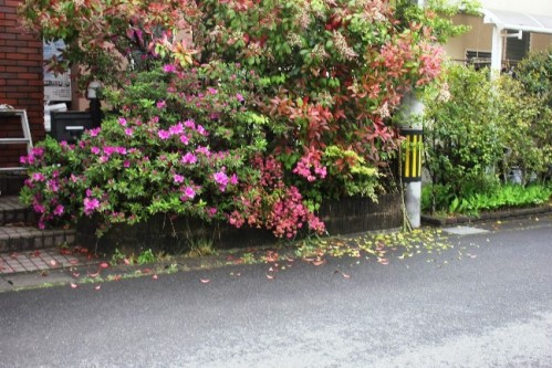 23.04.30_雨が上がれば～♪