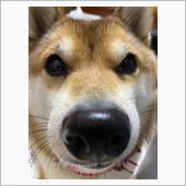 前回からの続きです。<br />
残念すぎたのでワンコの写真を^_^<br />
<br />
というか絶句して写真さえ撮れませんでしたが…<br />
<br />
緊急の仕事で遅くなり夜中に帰宅すると、珍しく外に長男が…<br />
「疲れてる時に悪いんだけど…」聞いた事ないフレーズΣ(-᷅_-᷄๑)ﾅﾝﾖ<br />
「車をぶつけてしまって…友達ん家に…」(´°̥̥̥̥̥̥̥̥ω°̥̥̥̥̥̥̥̥｀)ｳｿｰ<br />
<br />
<br />
疲れがぶっ飛びました…モチロン悪い意味で<br />
<br />
<br />
友達も乗っていたけど怪我はなく<br />
<br />
誤りにいって<br />
弁償の話して…とか考えたりしていたら<br />
<br />
「友達の家の大きな石に…」と…<br />
(°_°)石て<br />
<br />
そもそもそんな大きな石がある家って…<br />
<br />
石はほとんどどうもなく、先方さんも本当に気にしないでいいと言っていただき、車に傷がとかえって労いのお言葉(´༎ຶོρ༎ຶོ`)スミマセンウチのアホが<br />
<br />
車は運良く？バンパープラスチック部分の損傷で、パジェロミニはバンパーが3分割するところのプラスチック部分。<br />
<br />
右前がぷらぷらした状態で石が相手なので凹んでます。<br />
<br />
バンパーステーが曲がっていたので補正<br />
凹みはお湯をかけて戻りました。