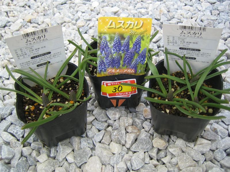 グッディ ムスカリ のパーツレビュー その他 Marie S Garden みんカラ