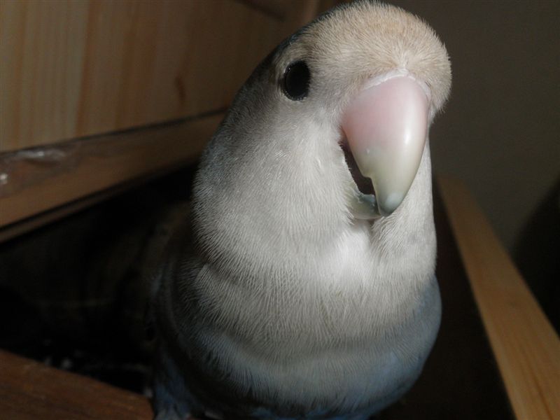 あおいちゃん