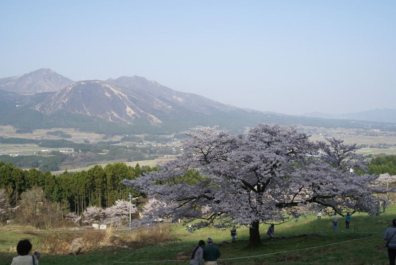 観音桜 観音桜