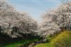 京都　・井出町の桜