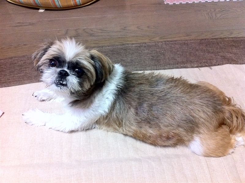 コウメさん、「レディーに失礼ね」って目で見てますが(笑 コウメさん、「レディーに失礼ね」って目で見てますが(笑